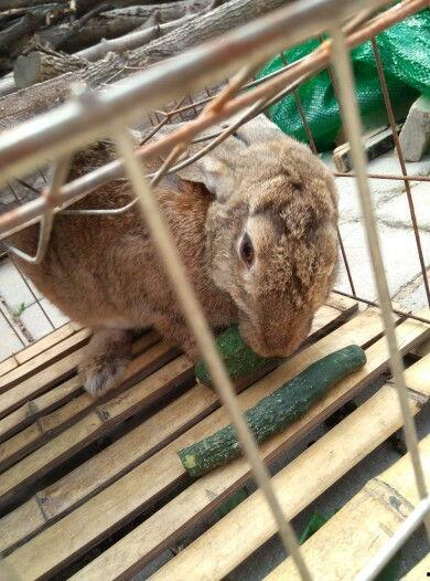 娱乐吃瓜小兔子